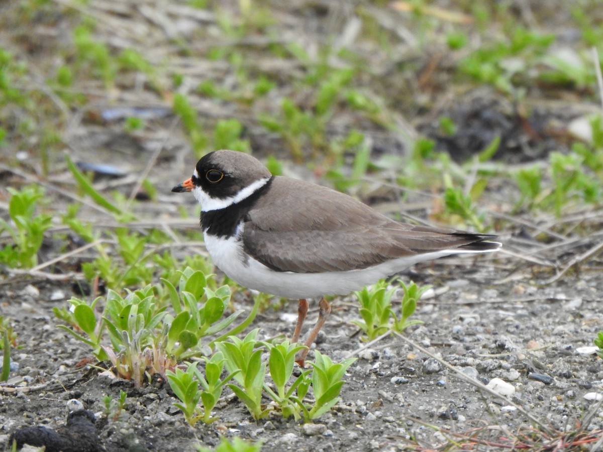 Semipalmated Plover - ML619966539