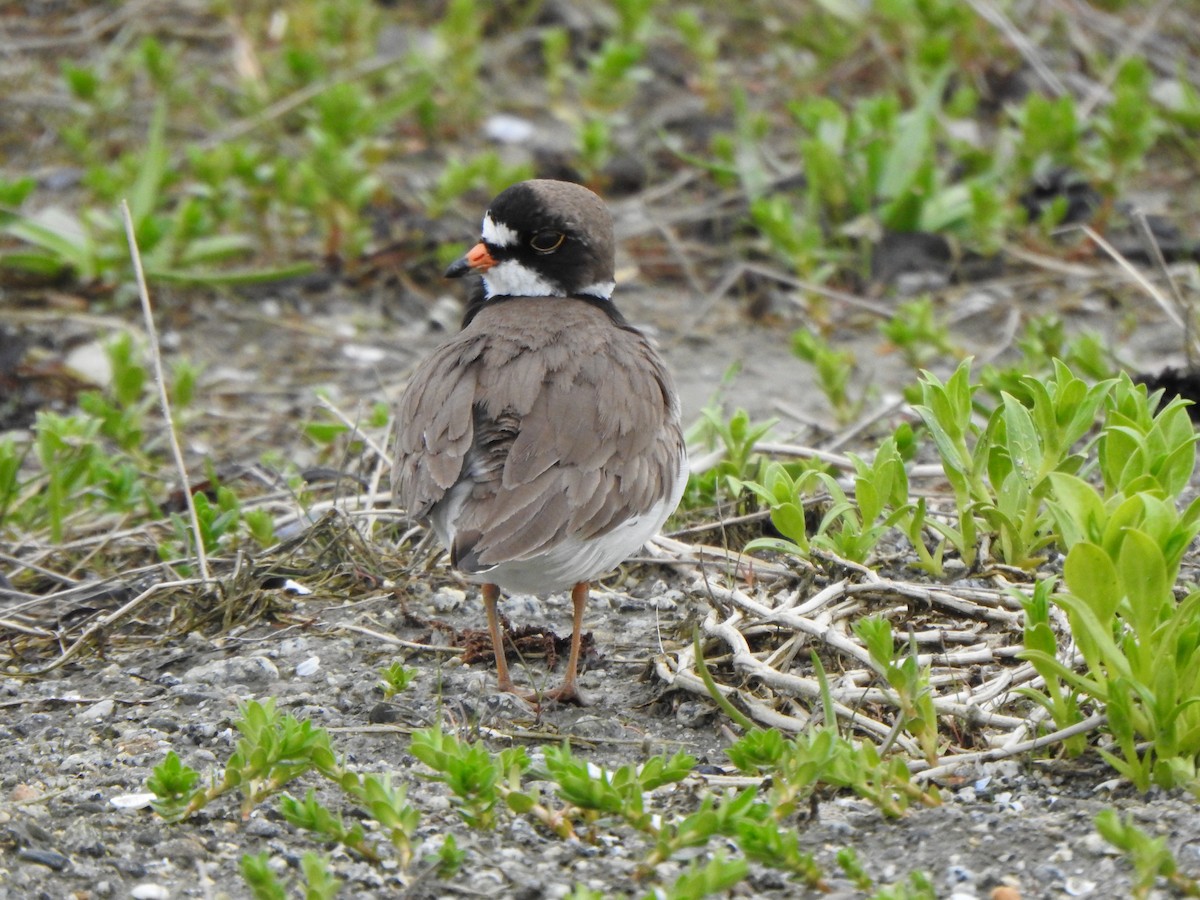 Semipalmated Plover - ML619966540