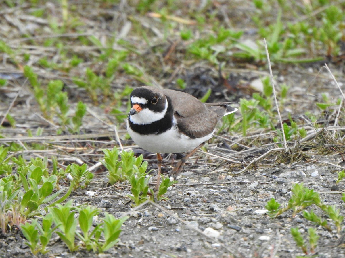 Semipalmated Plover - ML619966541