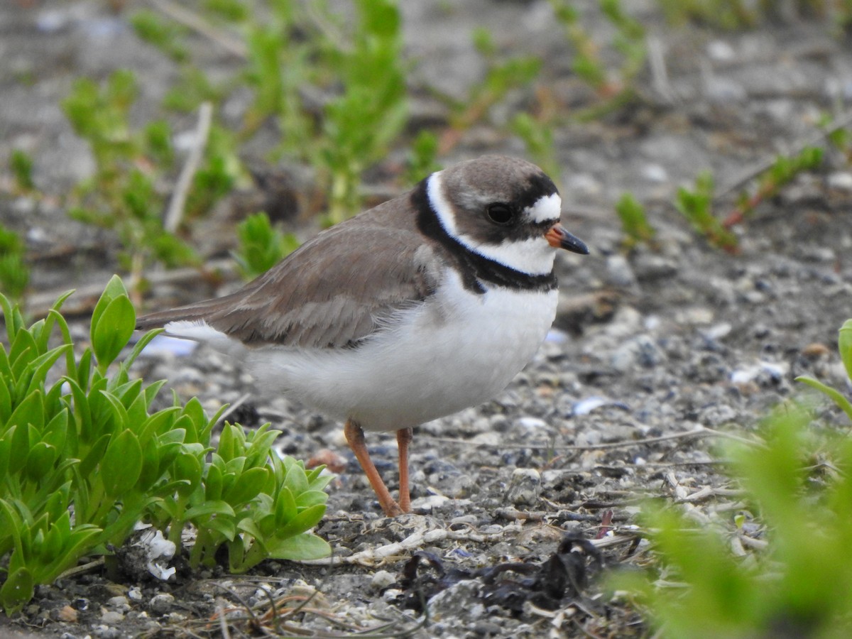 Semipalmated Plover - ML619966542