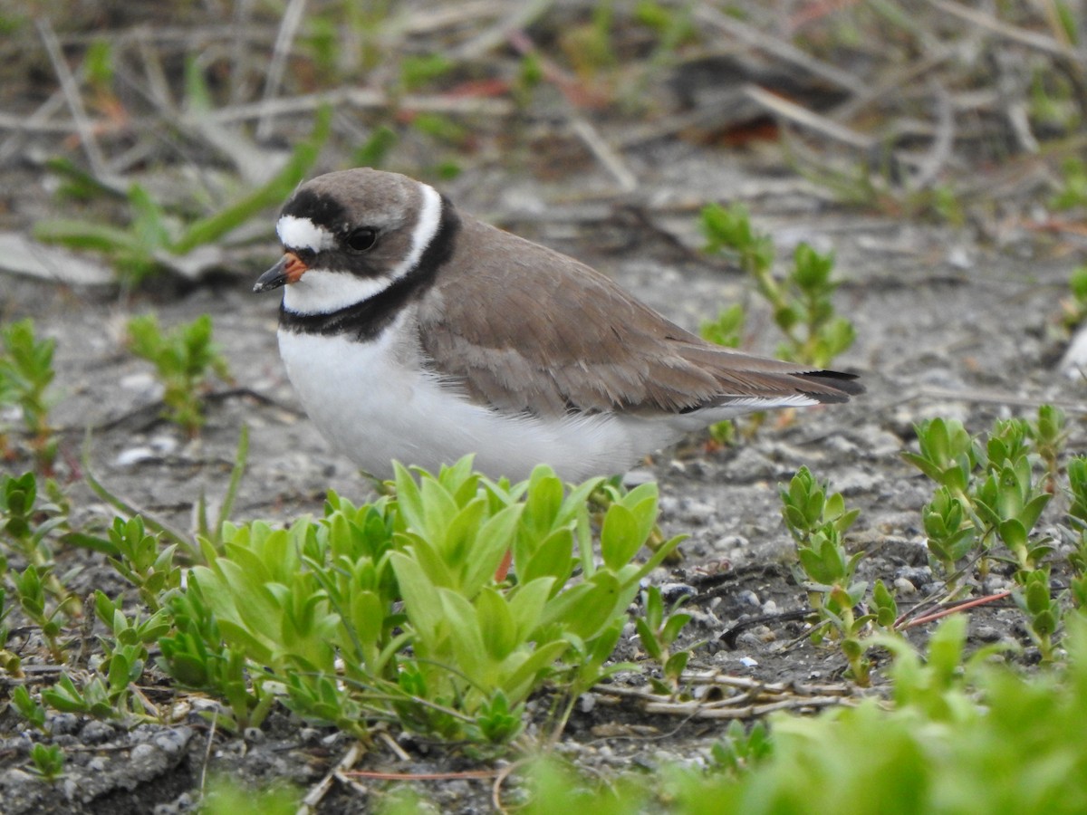 Semipalmated Plover - ML619966543