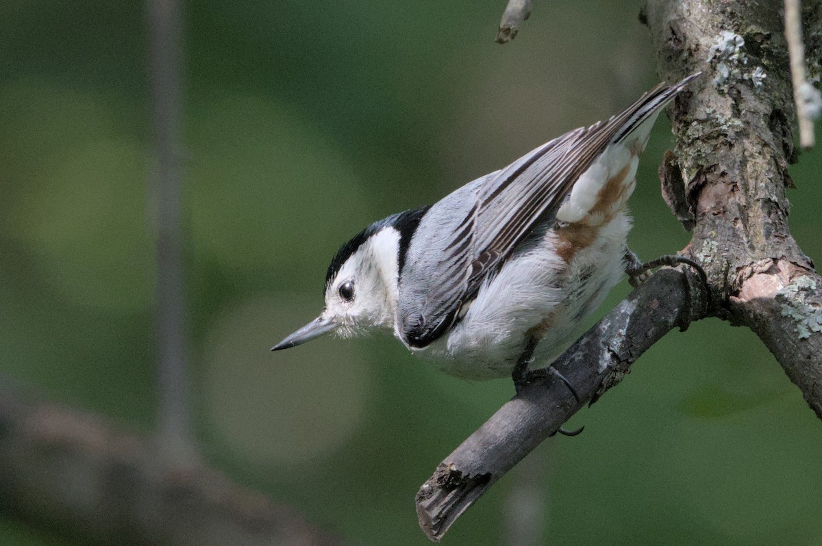 White-breasted Nuthatch - ML619966544