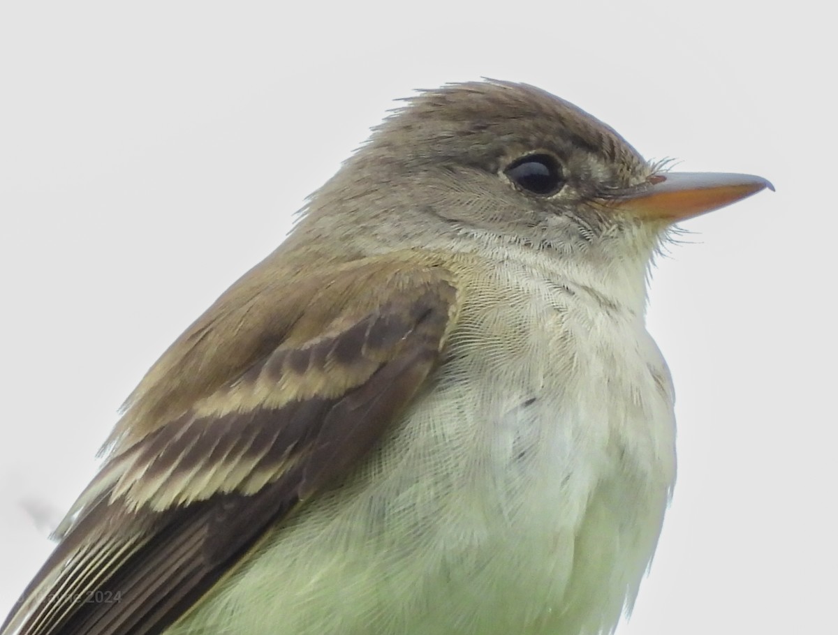 Willow Flycatcher - ML619966550