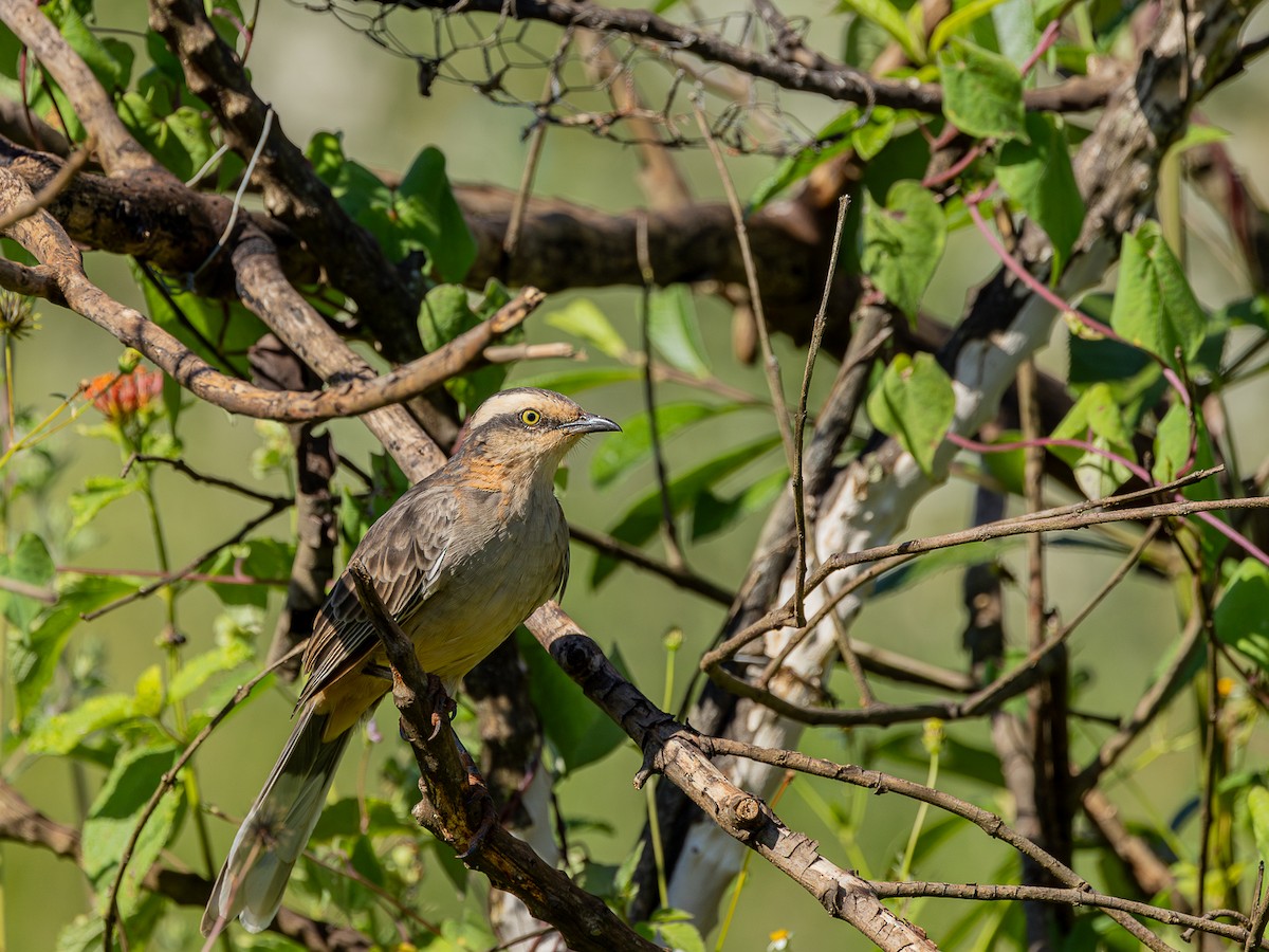 Chalk-browed Mockingbird - ML619966557