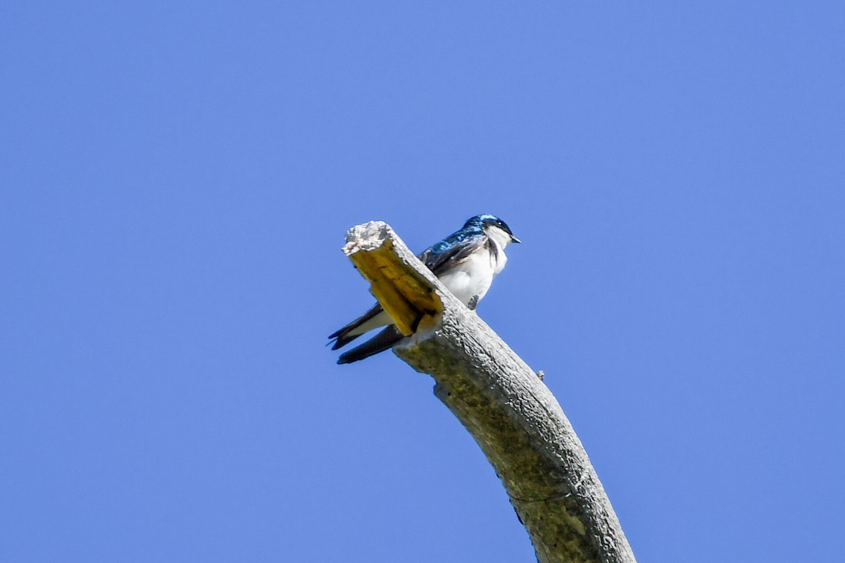 Tree Swallow - ML619966574