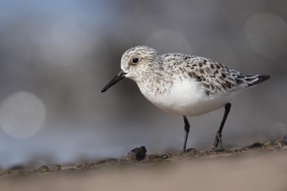 Bécasseau sanderling - ML619966576