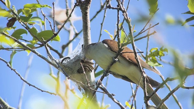 Black-billed Cuckoo - ML619966577