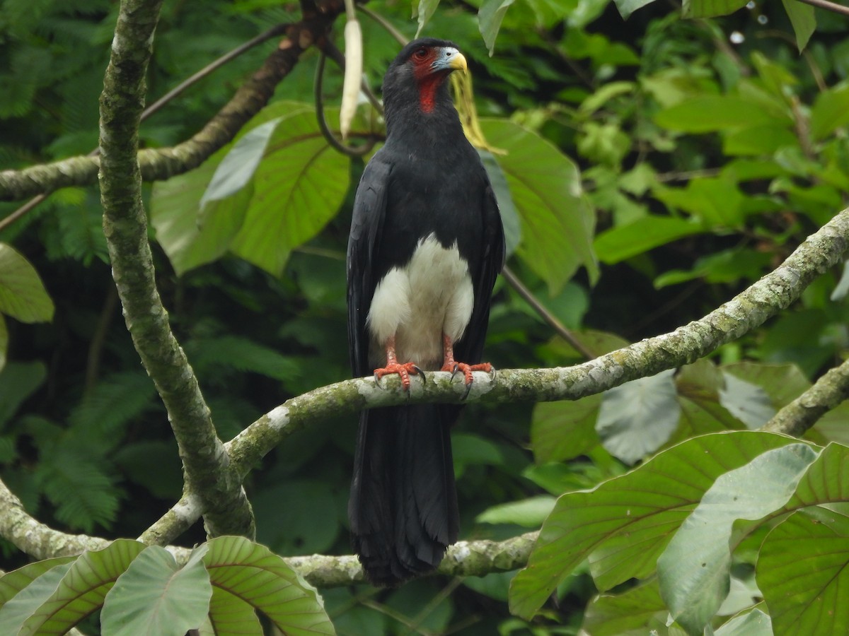 Caracara Gorjirrojo - ML619966583