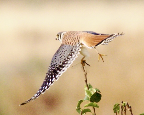 American Kestrel - ML619966586