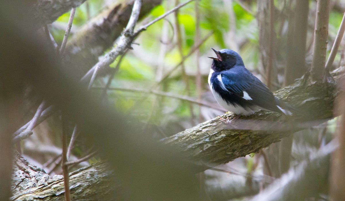 Black-throated Blue Warbler - ML619966593
