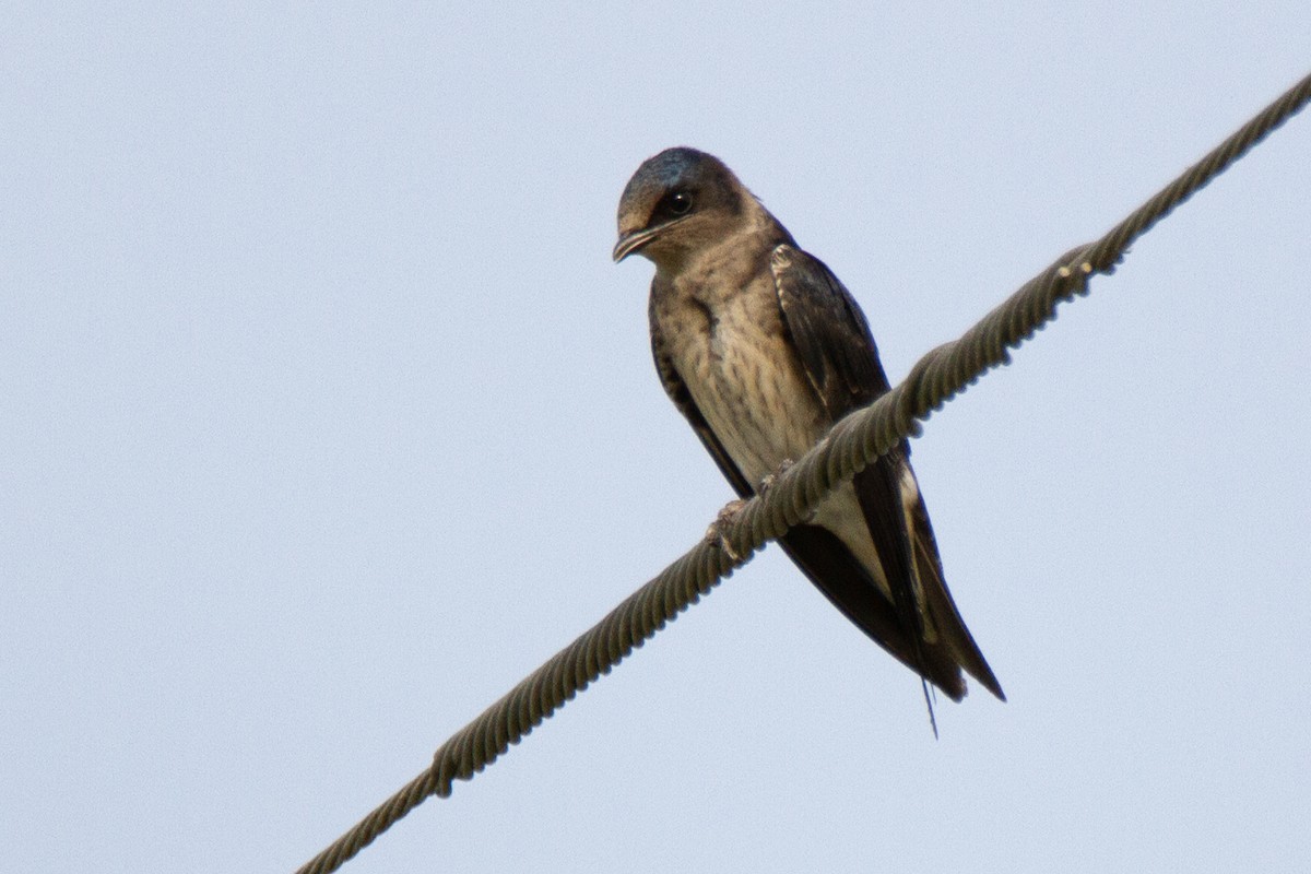 Purple Martin - ML619966605