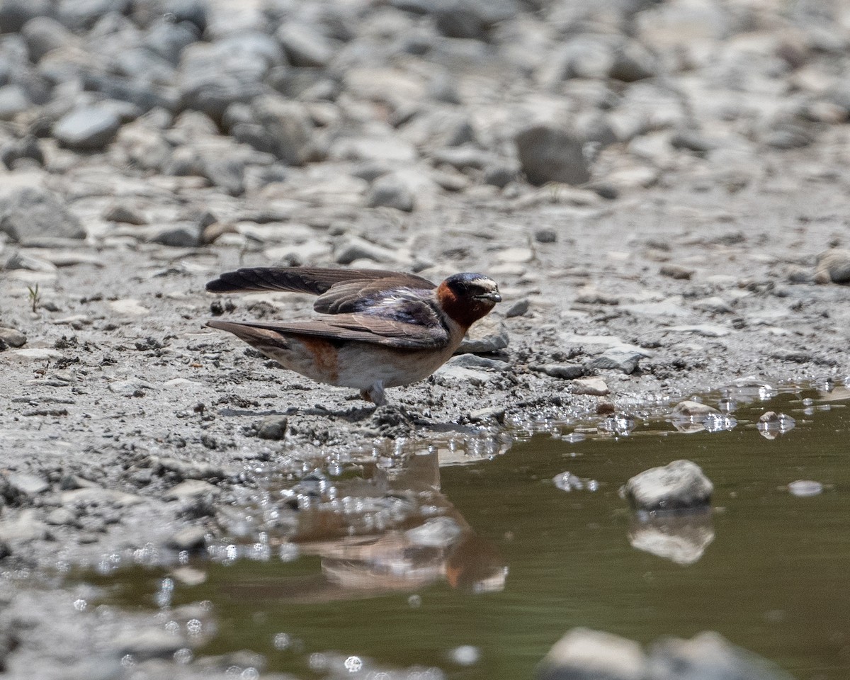 Cliff Swallow - ML619966618