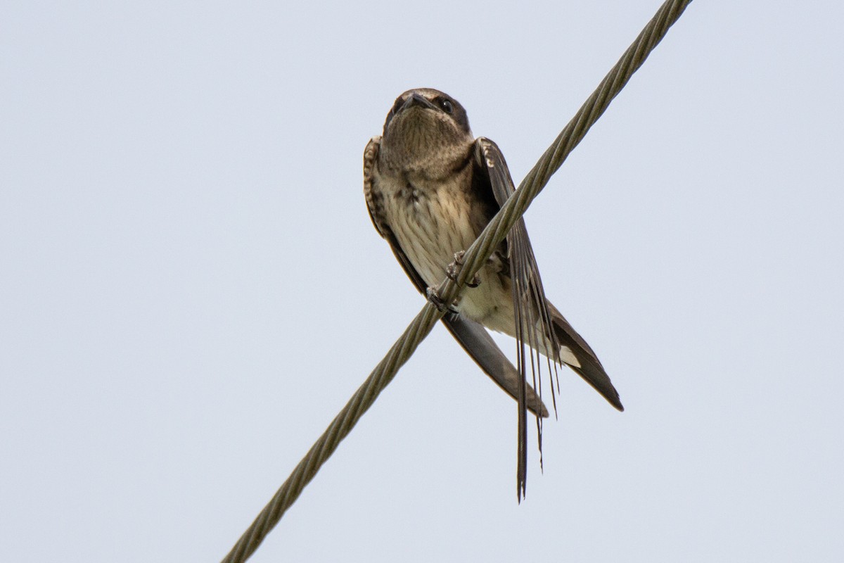 Purple Martin - ML619966620