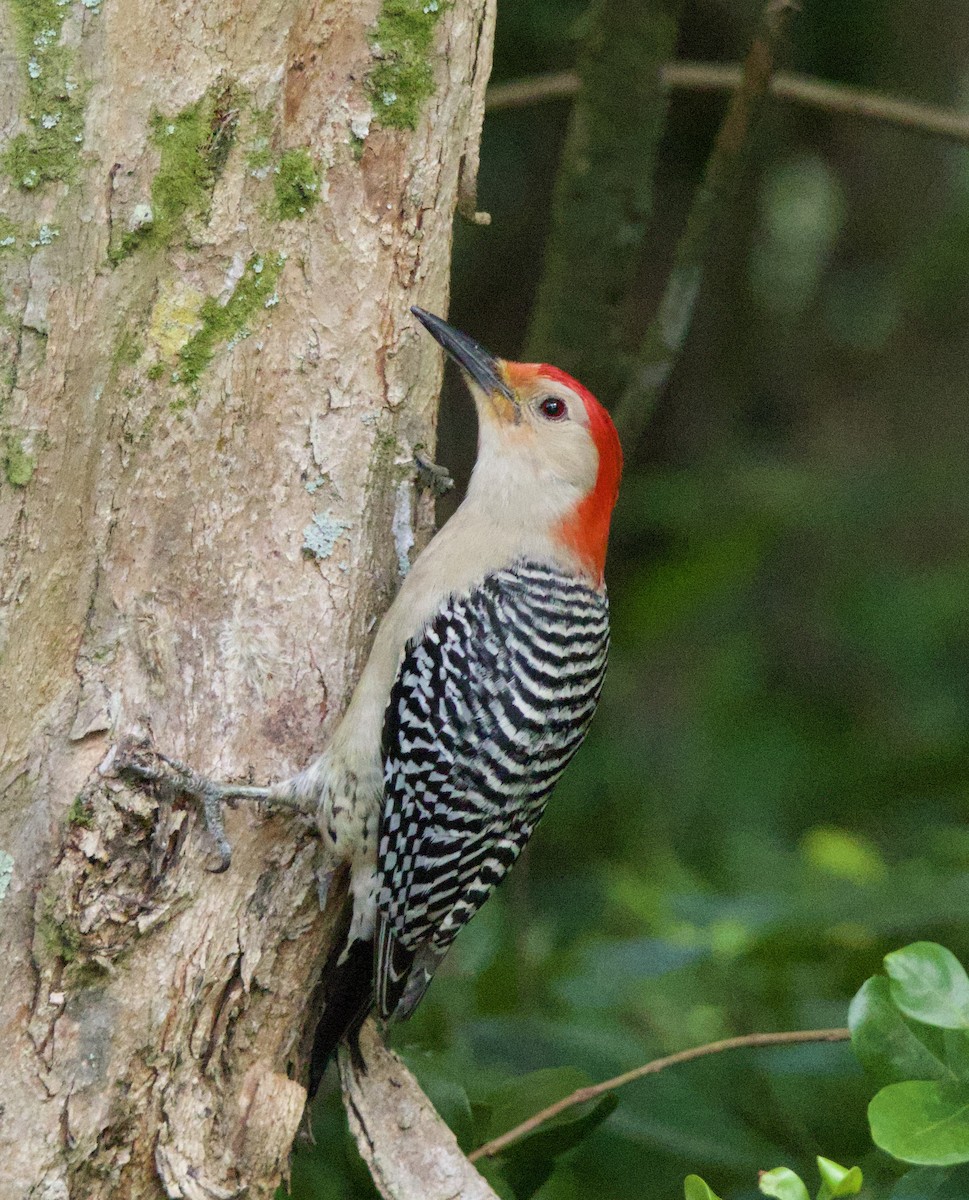 Red-bellied Woodpecker - ML619966625