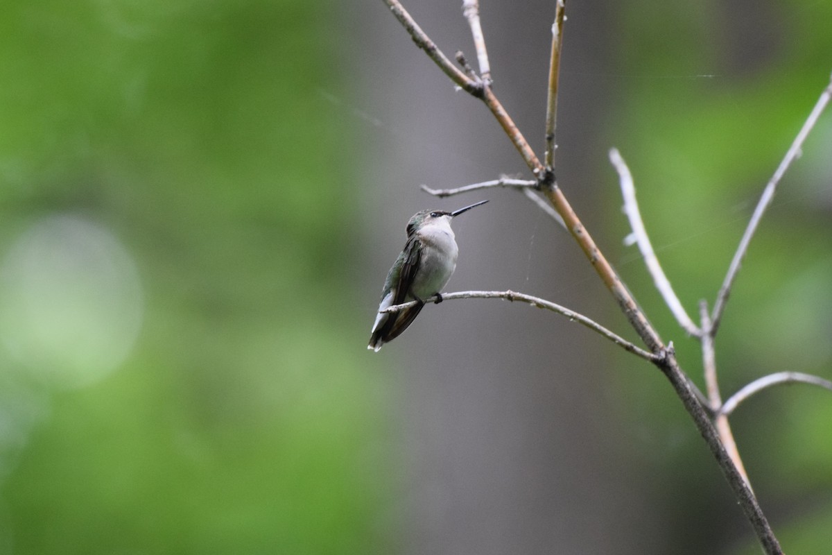 Ruby-throated Hummingbird - ML619966637