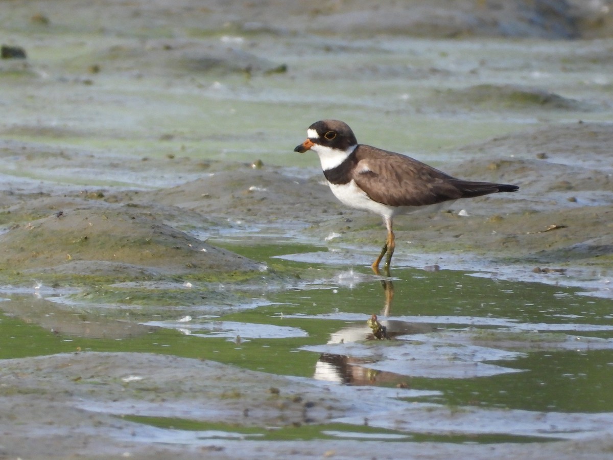 Semipalmated Plover - ML619966642