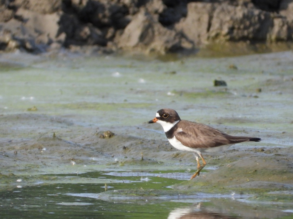 Semipalmated Plover - ML619966643