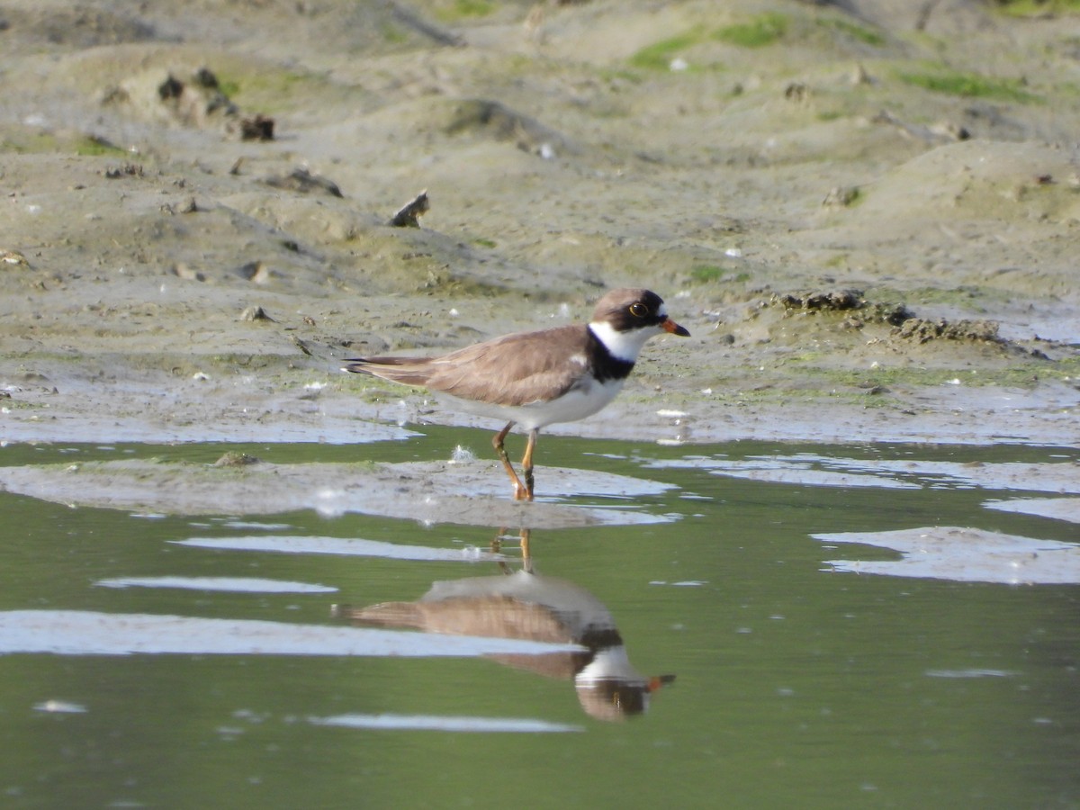 Semipalmated Plover - ML619966644