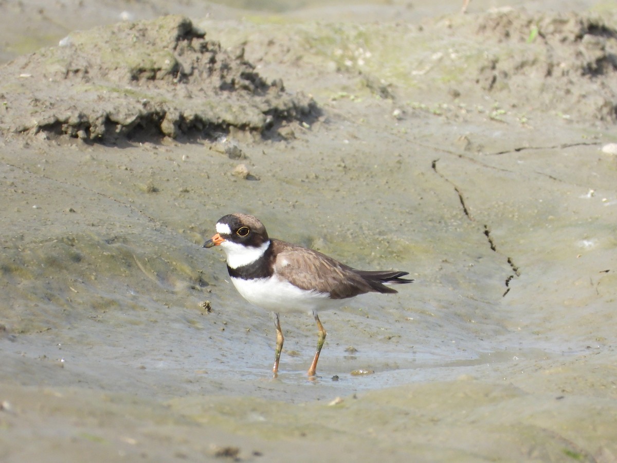 Semipalmated Plover - ML619966645