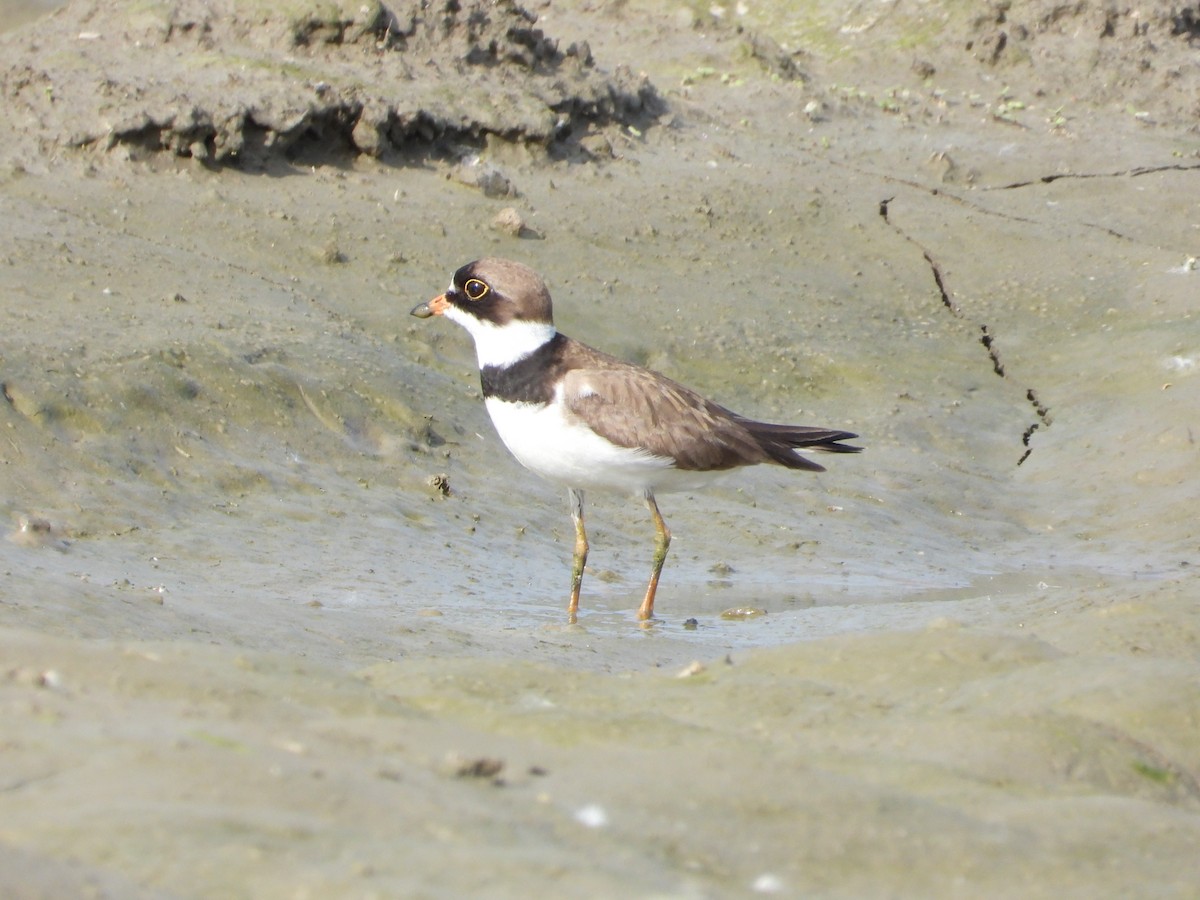 Semipalmated Plover - ML619966646