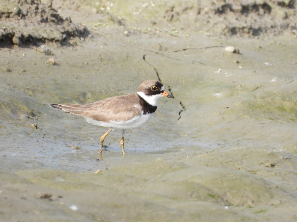 Semipalmated Plover - ML619966649
