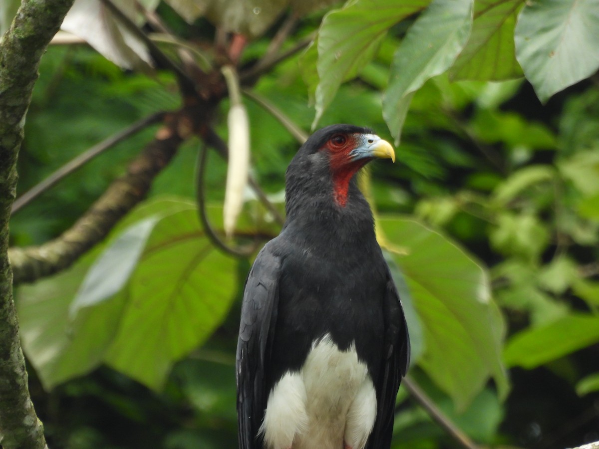 Caracara Gorjirrojo - ML619966655