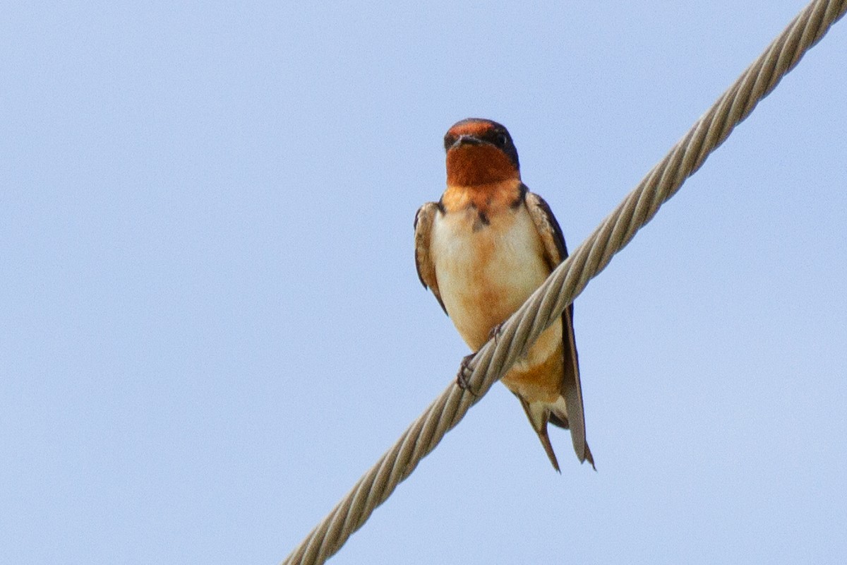 Barn Swallow - ML619966656