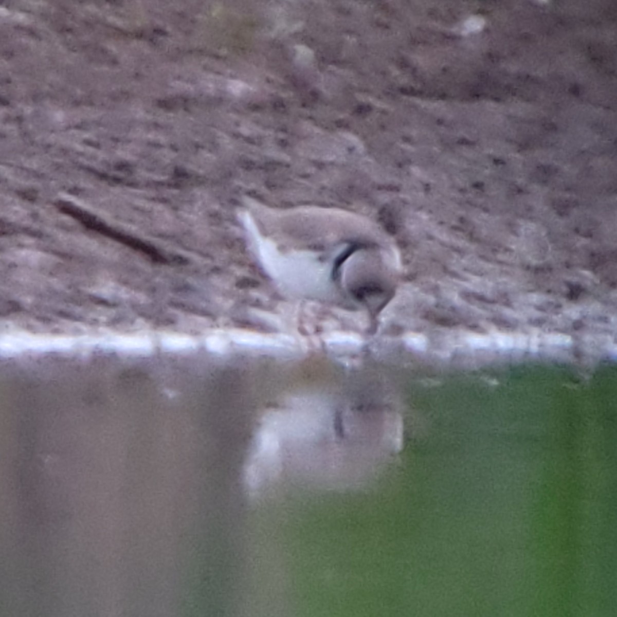 Semipalmated Plover - ML619966662