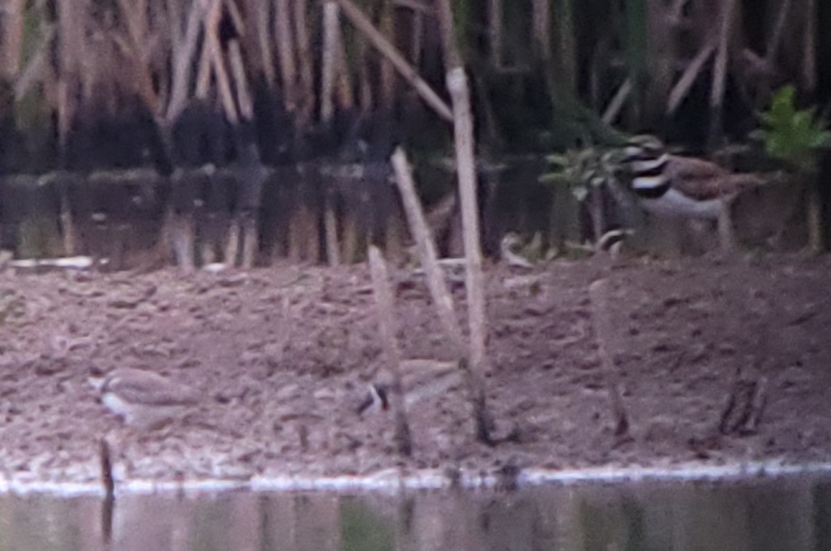 Semipalmated Plover - ML619966664