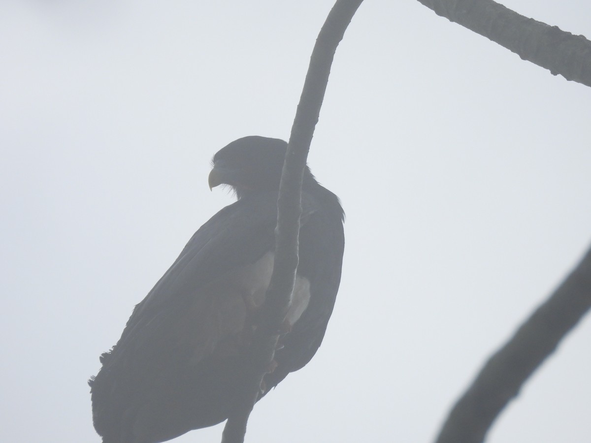 Caracara à gorge rouge - ML619966669