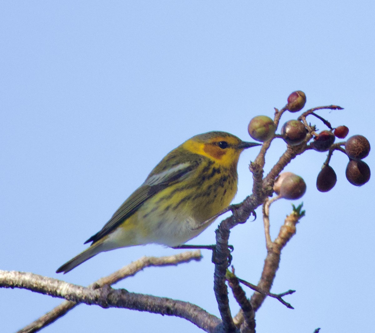Cape May Warbler - ML619966673