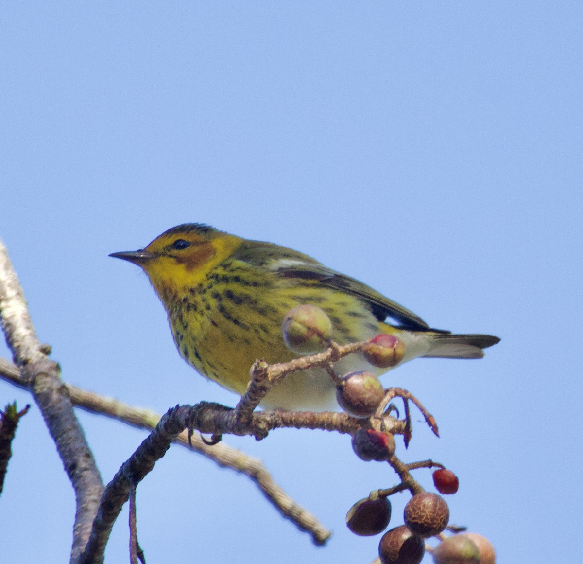 Cape May Warbler - ML619966674