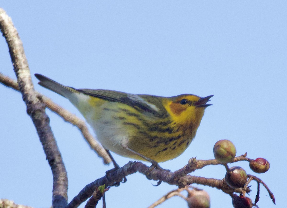 Cape May Warbler - ML619966675