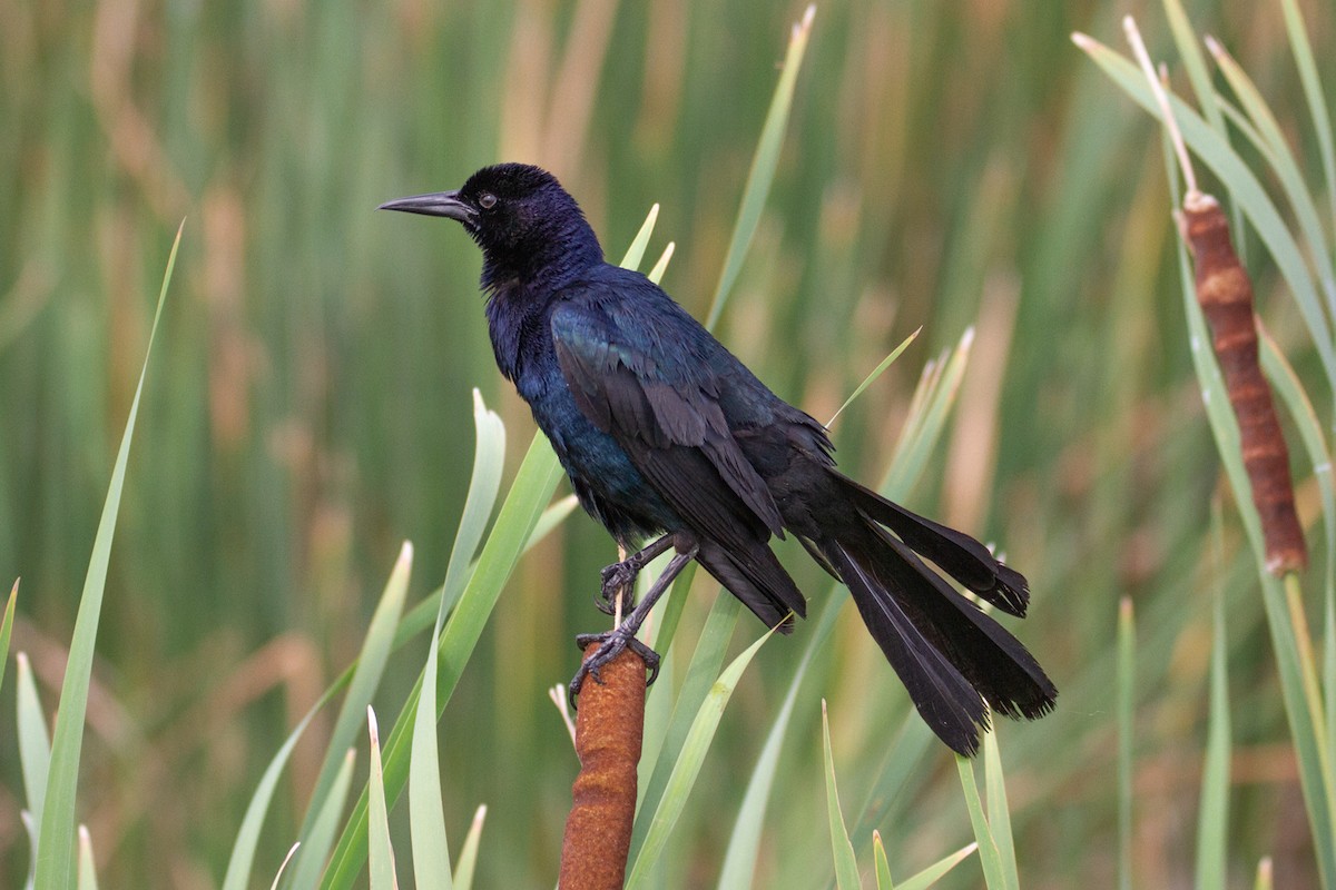 Boat-tailed Grackle - ML619966700