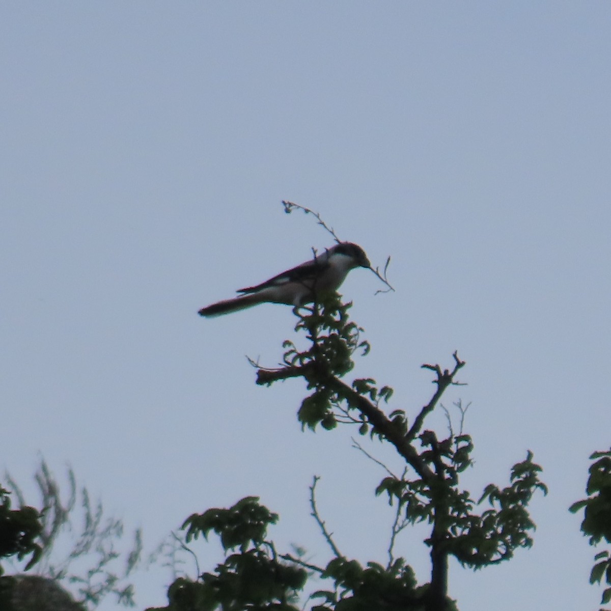 Lesser Gray Shrike - ML619966705