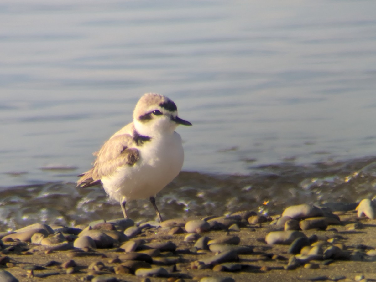 Snowy Plover - Daniel Bernard