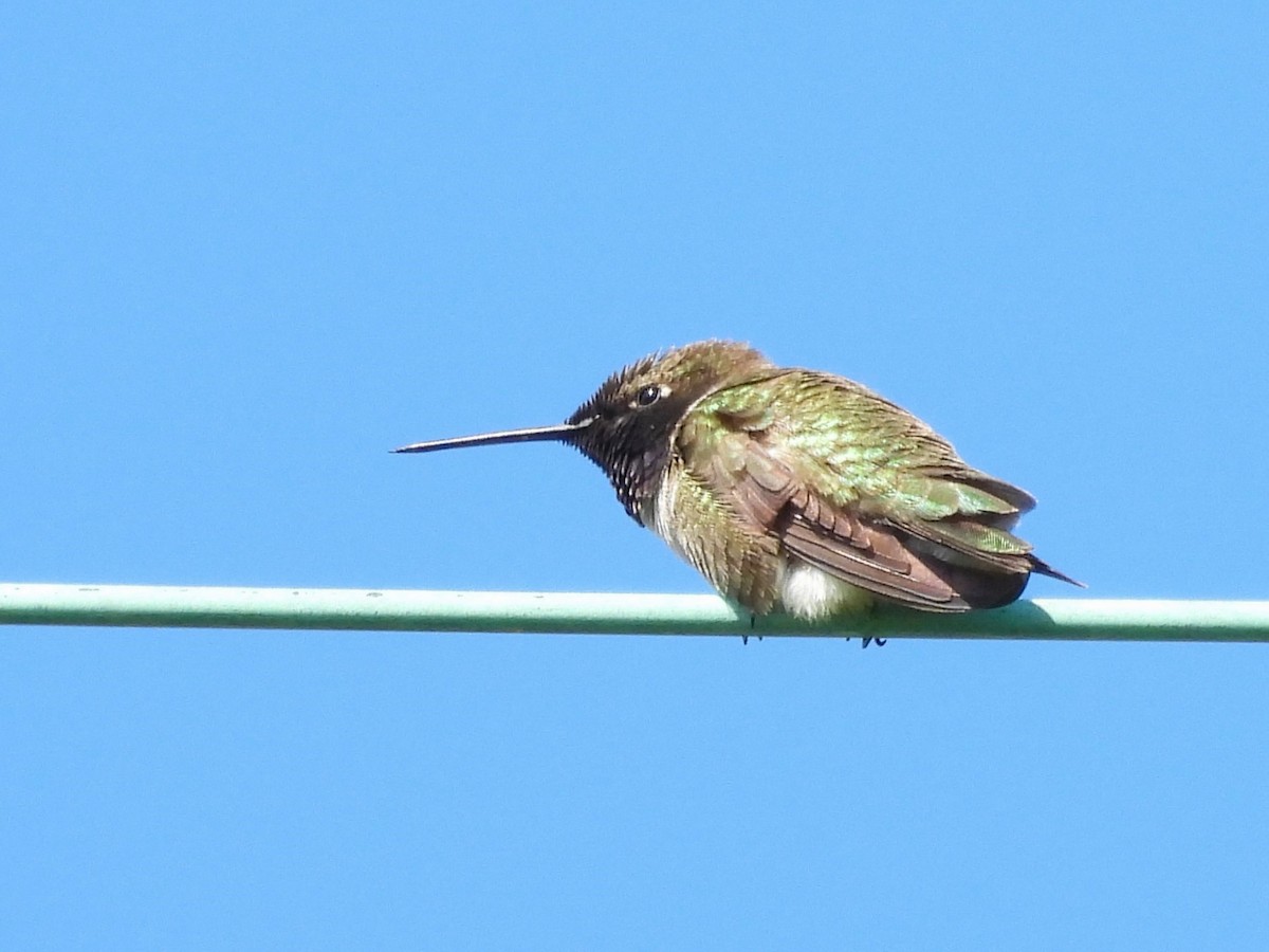 Black-chinned Hummingbird - ML619966720