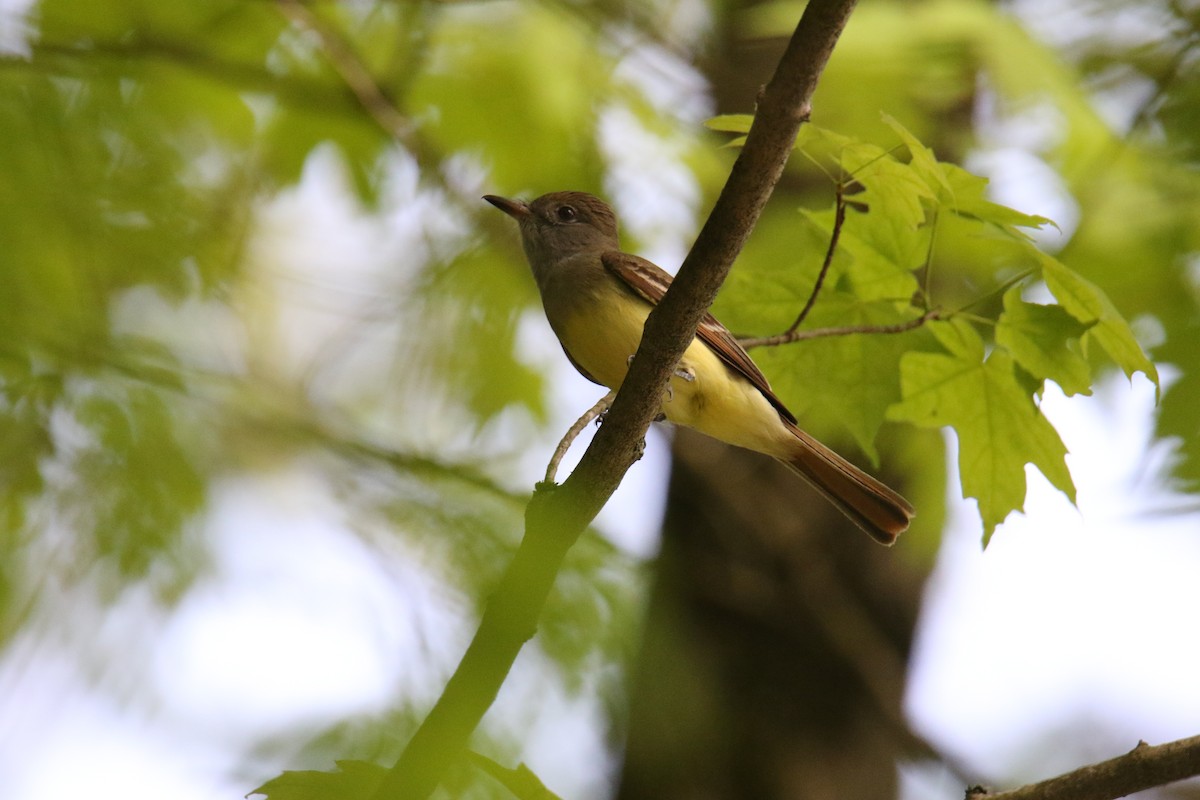 Great Crested Flycatcher - ML619966723