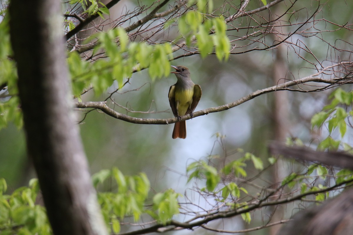 Great Crested Flycatcher - ML619966724