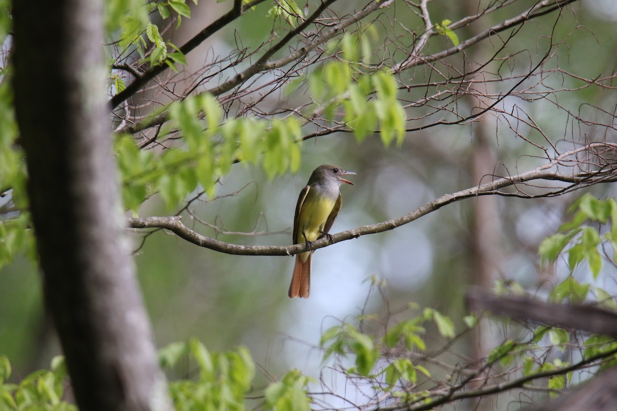 Great Crested Flycatcher - ML619966725