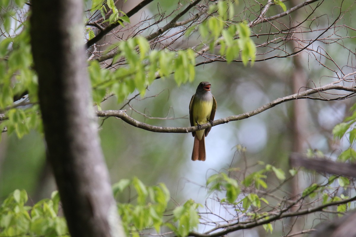 Great Crested Flycatcher - ML619966726