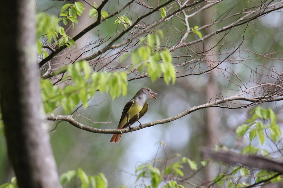 Great Crested Flycatcher - ML619966727