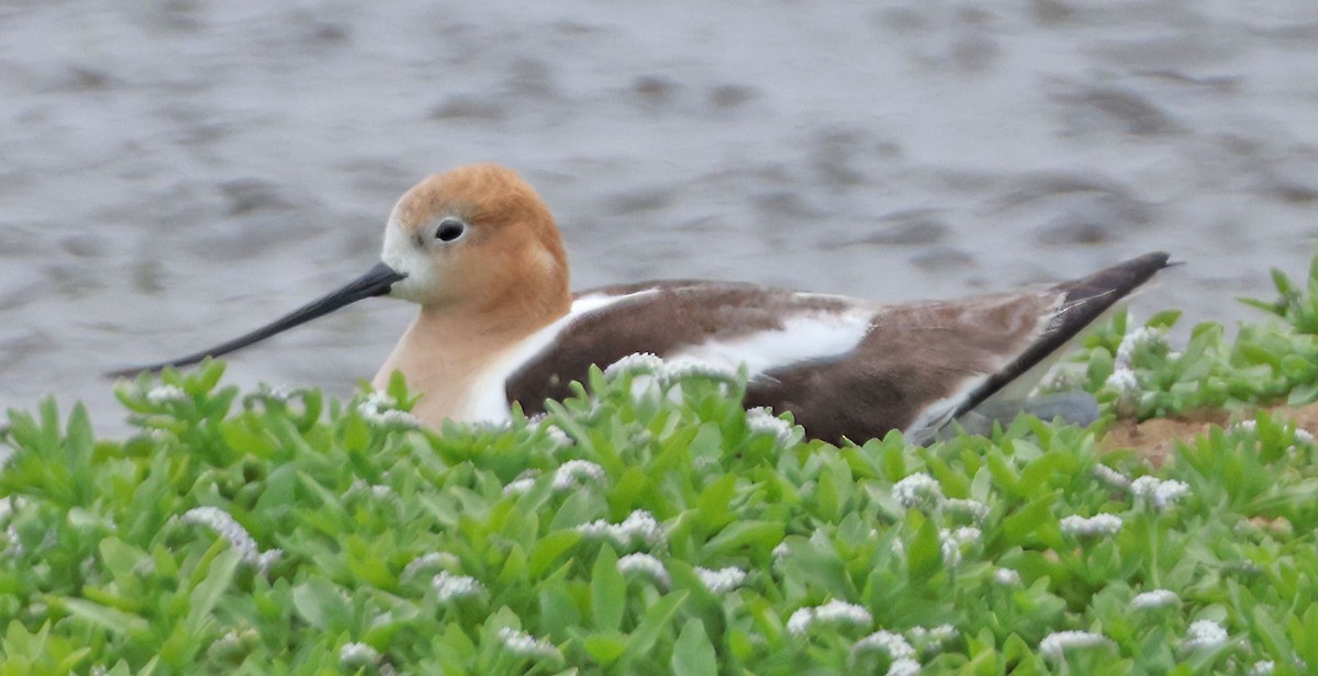 American Avocet - ML619966755