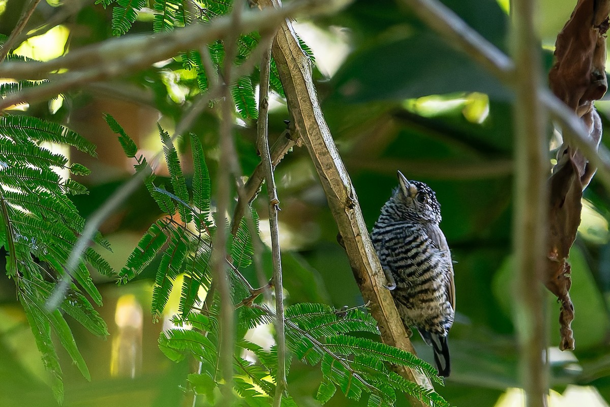 White-barred Piculet - ML619966792