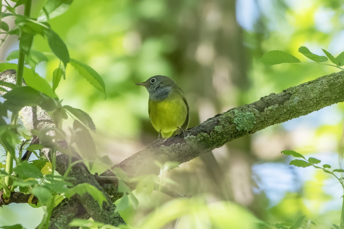 Connecticut Warbler - ML619966793