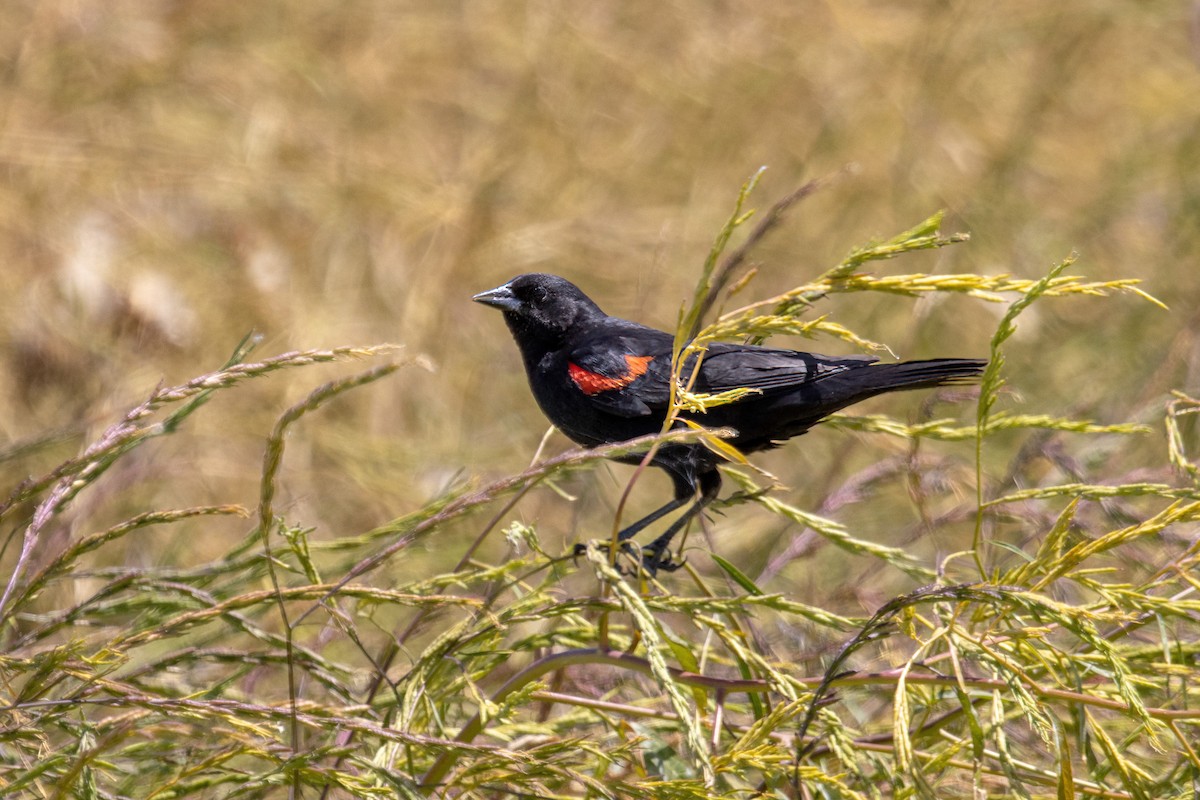 Red-winged Blackbird (California Bicolored) - ML619966815