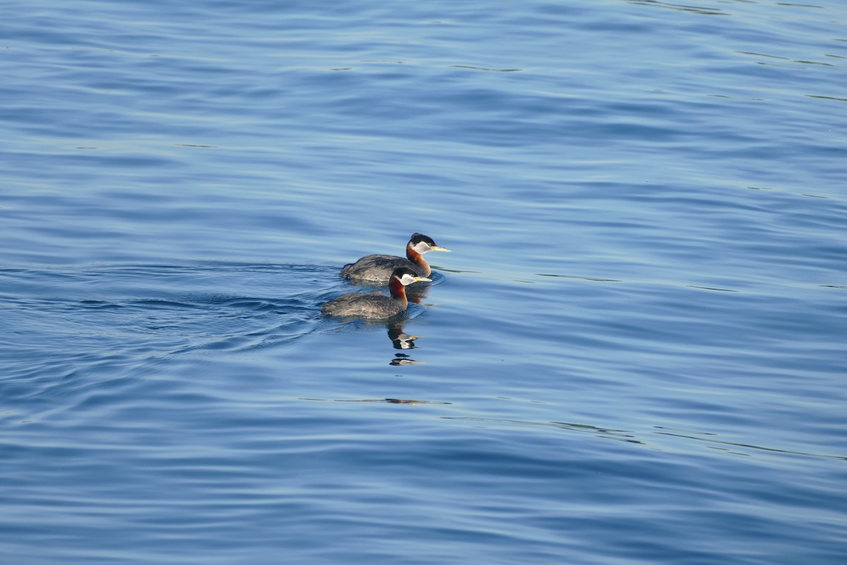Red-necked Grebe - ML619966830