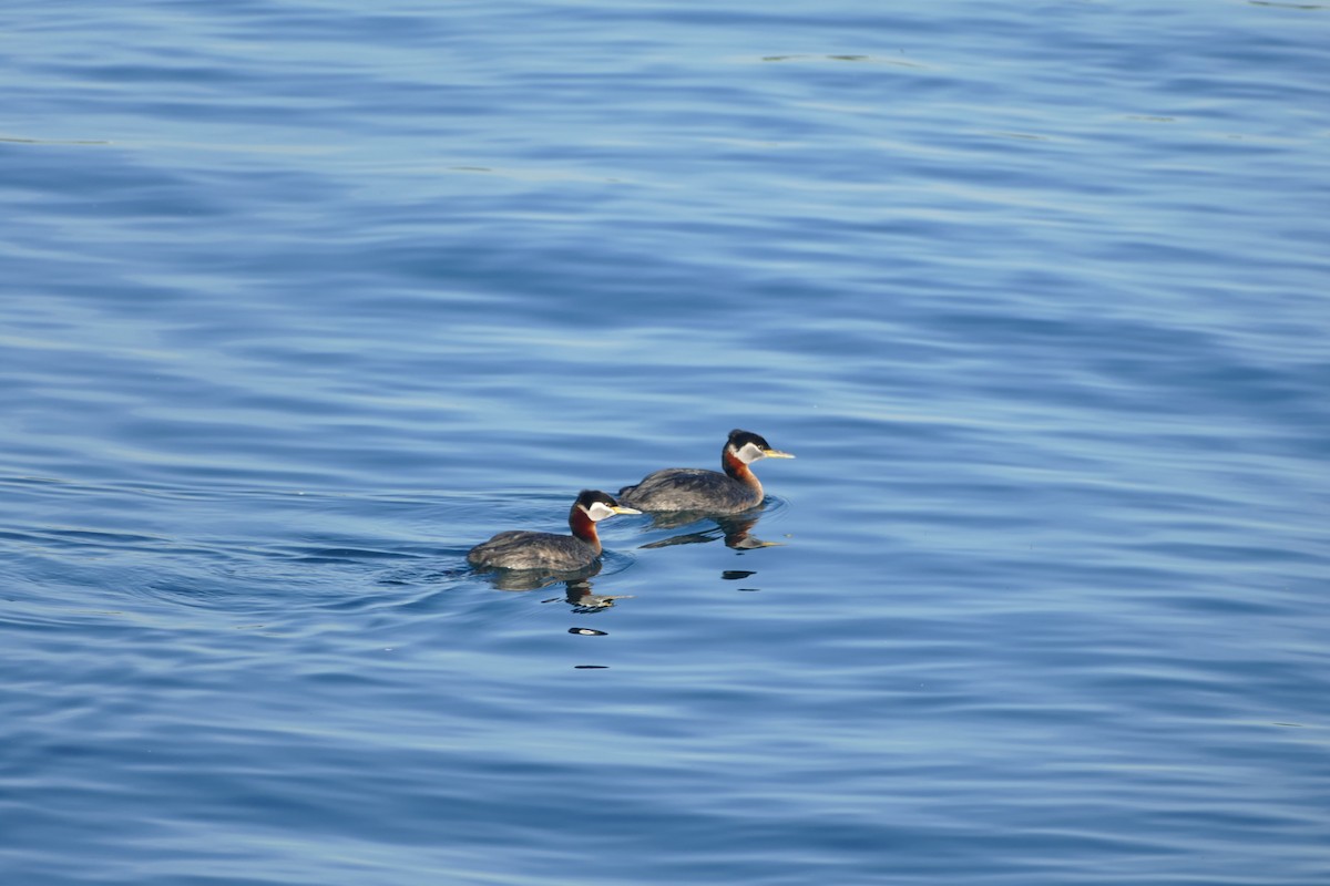 Red-necked Grebe - ML619966831
