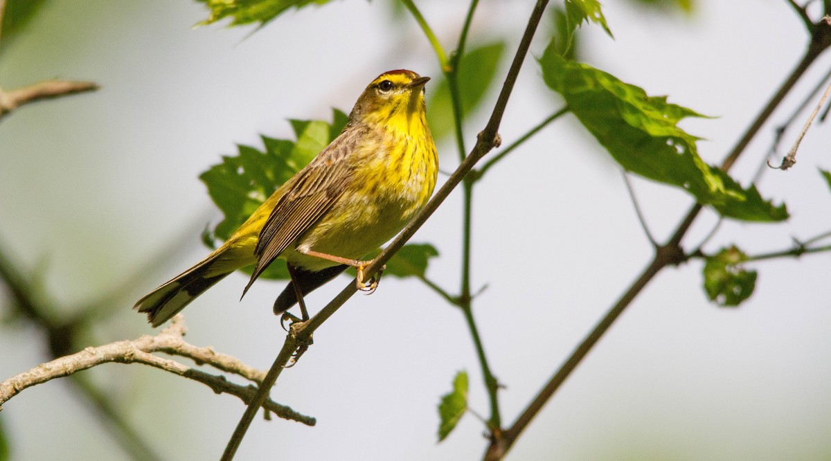 Palm Warbler (Western) - ML619966848