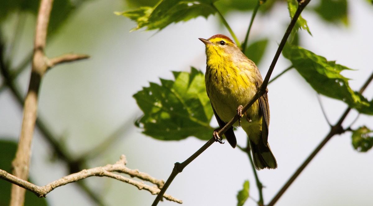 Palm Warbler (Western) - ML619966849